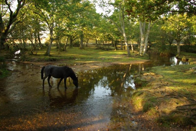 The Knightwood Oak A Luxury King Size En-Suite Space - Lymington New Forest With Totally Private Entrance - Key Box Entry - Free Parking & Private Outdoor Seating Area - Town ,Shops , Pubs & Solent Way Walking Distance & Complimentary Breakfast Items Buitenkant foto